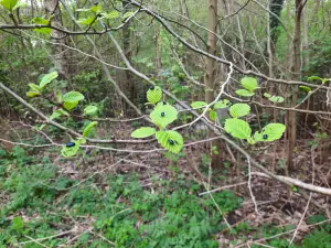 Jacquelien 03 Elzenhaantjes